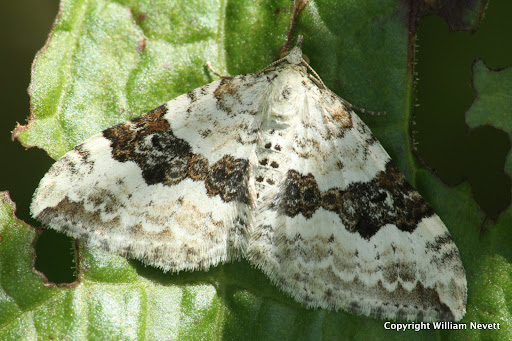 common carpet moth. Silver-ground Carpet Moth