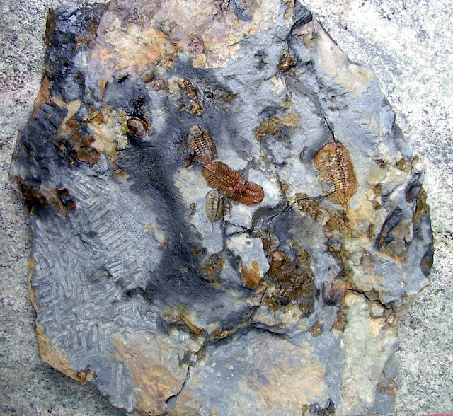 Antes y despues de una placa de trilobites. PA300059