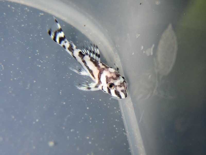 Zebra Pleco Fry 2578