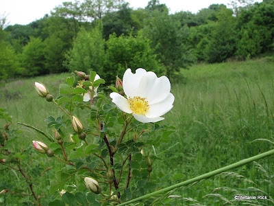 [Bild: IMG_4231.JPG]