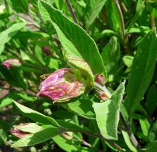 Szałwia lekarska Salvia officinalis