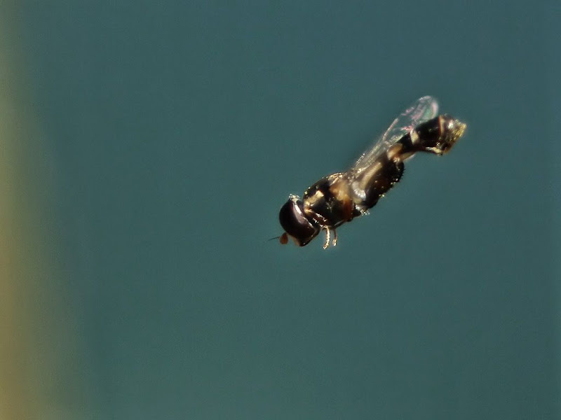 Ces merveilleux fous volants... G1340911