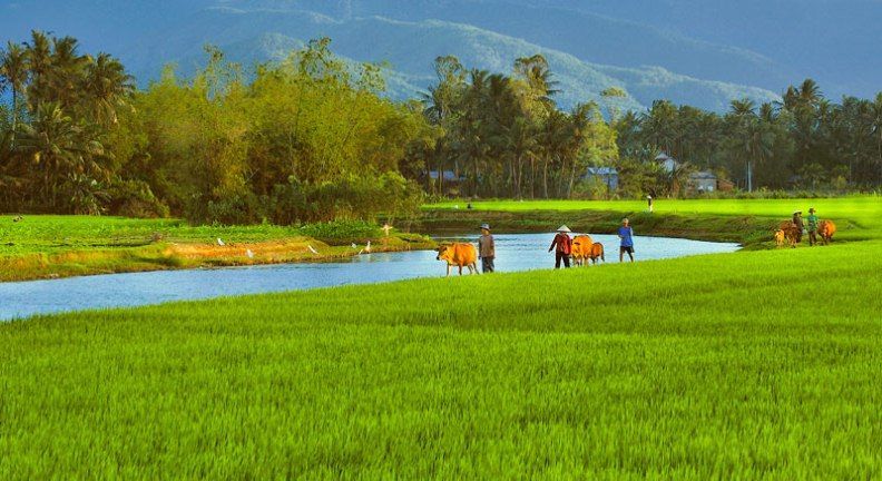 Bộ ảnh dòng sông quê hiền hòa, gắn bó với tuổi thơ Ảnh dòng sông quê bên cánh đồng lúa