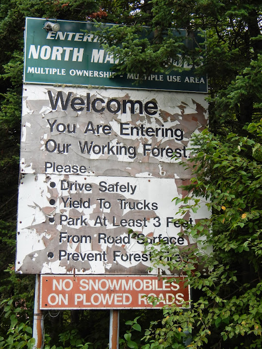 Northern Maine Woods DSCN4701