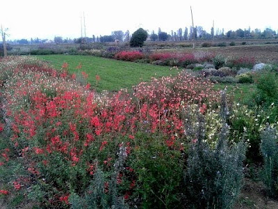 Progetti giardini online gratis progetti giardini privati, progetti ... Piccoli giardini di villette