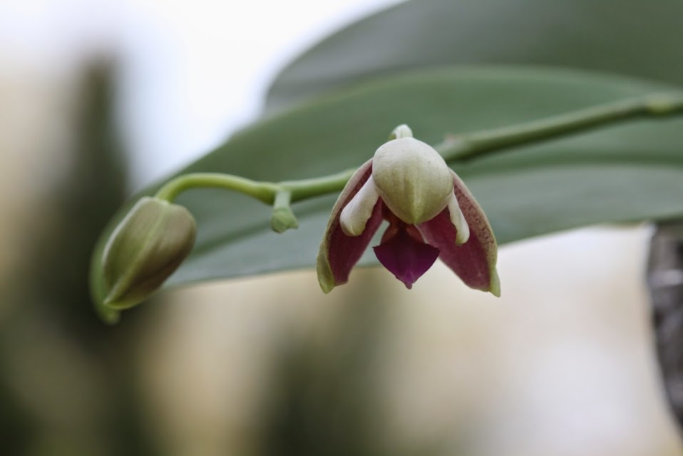 Phalaenopsis Sweet Memory 'Liodora' IMG_1965