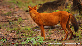 Wild Dog or Dhole at Nagarhole National Park