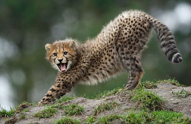freak high quality pictures real life cool animals and birds images