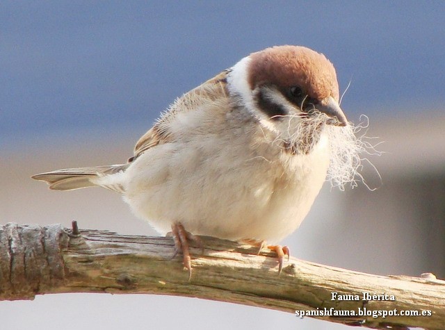 El gorrión molinero (Passer montanus) anida en huecos de árboles y construcciones, donde construye un nido más o menos ovoide y frecuentemente cerrado con hierbas secas, tallos, paja y plumas. Realiza de una a tres puestas, rara vez cuatro. El período reproductor comienza a principios-mediados de abril y se puede alargar hasta comienzos del mes de agosto. (Pardal xarrec, Gorrió barraquer, Landa-txolarre, Feldsperling, Полско врабче, Poljski vrabac, Skovspurv, Vrabec poľný, Põldvarblane, Pikkuvarpunen, Moineau friquet, Ringmus, Mezei veréb, Eurasian Tree Sparrow, Tree Sparrow, German Sparrow, Passera mattugia, Passero mattugio, Karklažvirblis, Beytika dahlan, Beytika çiyê, Pilfink, Mazurek, Wróbel mazurek, Wróbel polny, Pardal-montês, Vrabec Polin, Полевой воробей, นกกระจอกบ้าน, Orman serçesi, Горобець польовий) El gorrión molinero (Passer montanus) anida en huecos de árboles y construcciones, donde construye un nido más o menos ovoide y frecuentemente cerrado con hierbas secas, tallos, paja y plumas. Realiza de una a tres puestas, rara vez cuatro. El período reproductor comienza a principios-mediados de abril y se puede alargar hasta comienzos del mes de agosto. (Pardal xarrec, Gorrió barraquer, Landa-txolarre, Feldsperling, Полско врабче, Poljski vrabac, Skovspurv, Vrabec poľný, Põldvarblane, Pikkuvarpunen, Moineau friquet, Ringmus, Mezei veréb, Eurasian Tree Sparrow, Tree Sparrow, German Sparrow, Passera mattugia, Passero mattugio, Karklažvirblis, Beytika dahlan, Beytika çiyê, Pilfink, Mazurek, Wróbel mazurek, Wróbel polny, Pardal-montês, Vrabec Polin, Полевой воробей, นกกระจอกบ้าน, Orman serçesi, Горобець польовий)