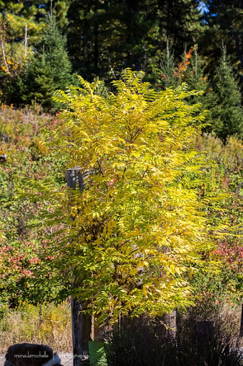 Phellodendron amurense Phellodendron-amurense-130924-44rm