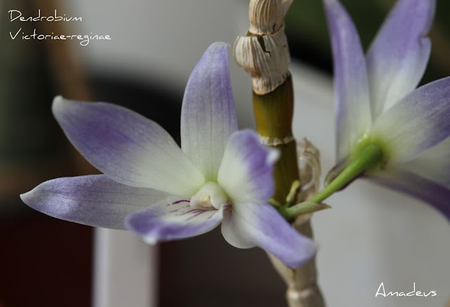 Dendrobium victoriae-reginae  IMG_9752