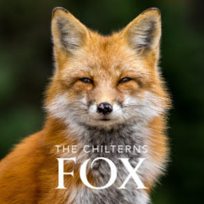 The Chilterns Fox