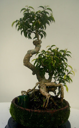 Ficus sobre pedra P5140058