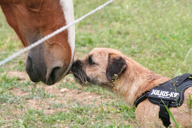 terrier - La meute (Border Terrier & Greyhound) IMG_1708