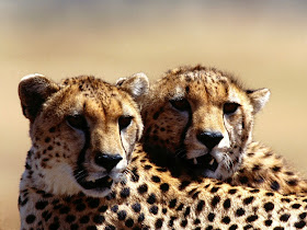 Wildlife Photos of Cheetah