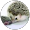 Liu hedgehog