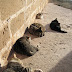 Cat Colony