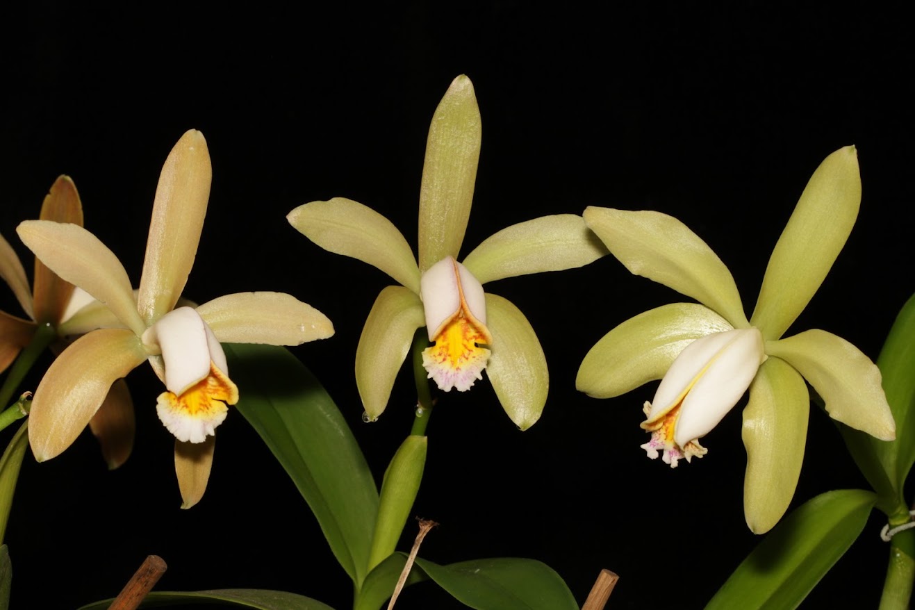 Cattleya forbesii IMG_1578