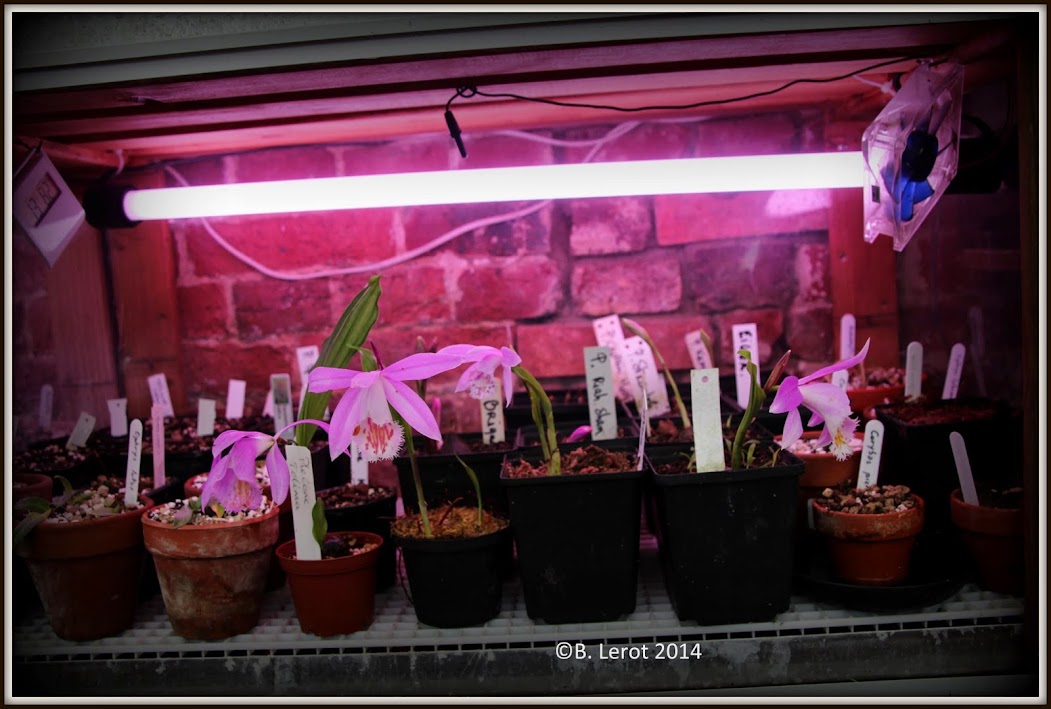 Exposition Orchidées à Vaucelles - 14 au 17 mars 2014 - Page 10 IMG_8645