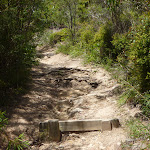 Steps and track on the coastal walk in the Wallarah Pennisula (387869)