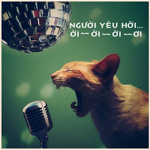 Hình ảnh vui về Mèo bá đạo, hài hước nhất Ảnh vui Mèo ca hát