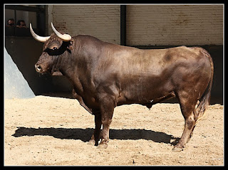 Franky Home: EL TORO DE LIDIA Y EL URO