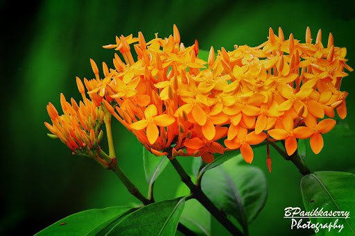 Chethi Flower