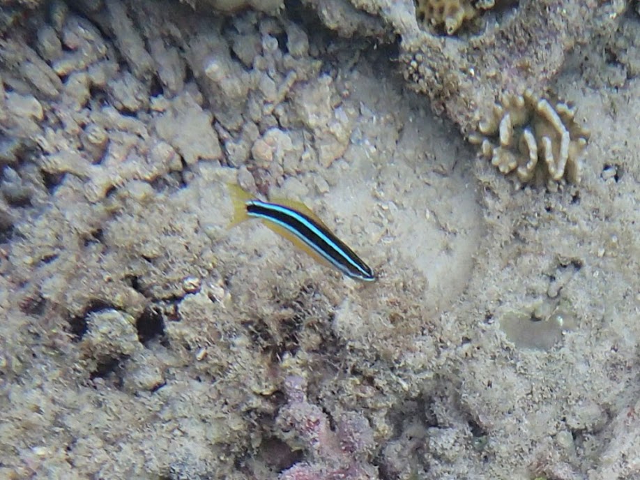 Plagiotremus rhinorhynchos (Bluestriped Fangblenny), Miniloc Island Resort reef, Palawan, Philippines.