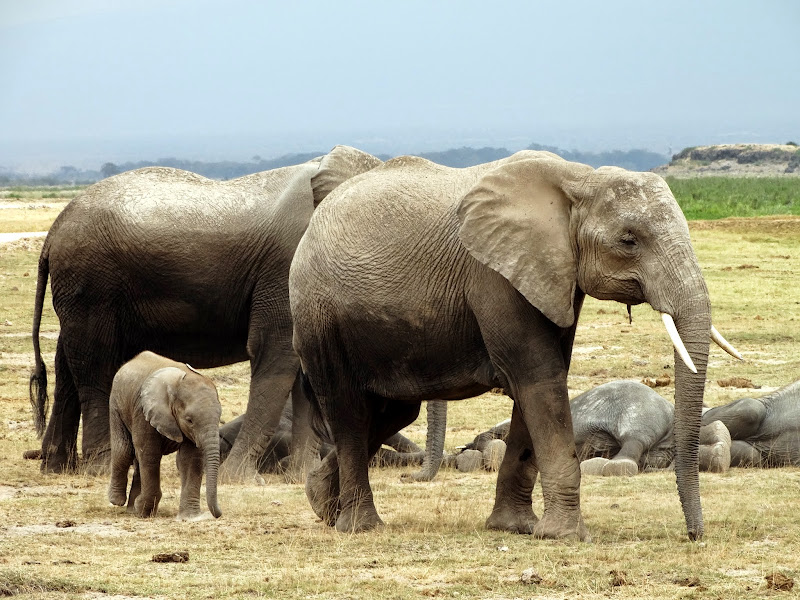 8 слоников. Слоны спариваются. Спаривание слонов крупным. Слон справивание. Спаривание слонов крупным планом.