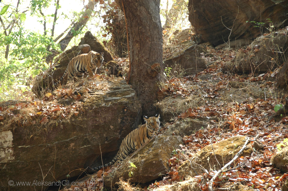 Тигры. Бандхавгарх Национальный парк Индии.