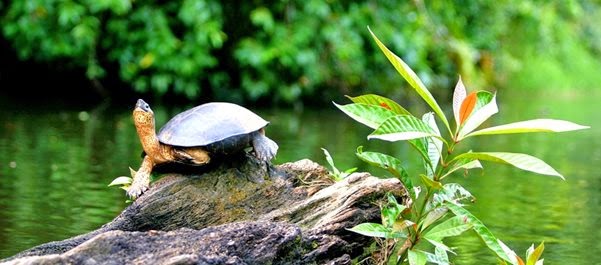 Tortuguero