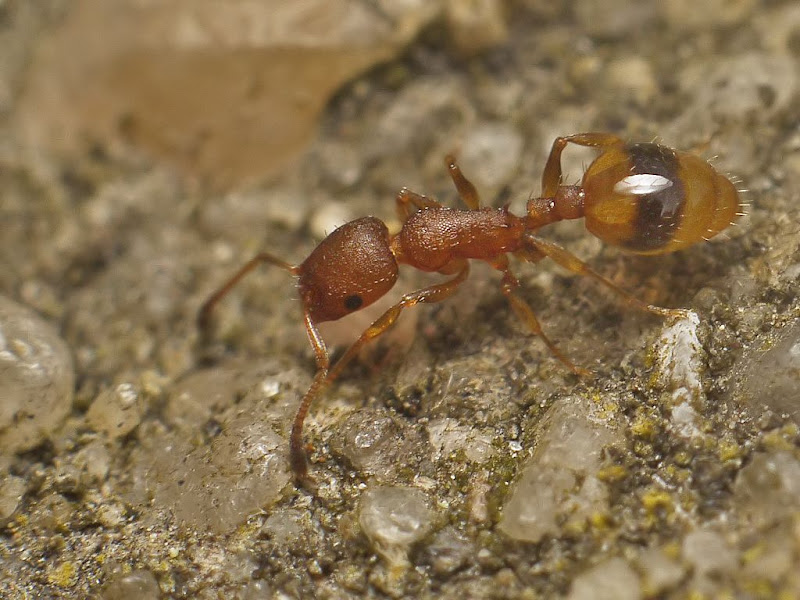 Petite fourmi rousse + ajout G1250926