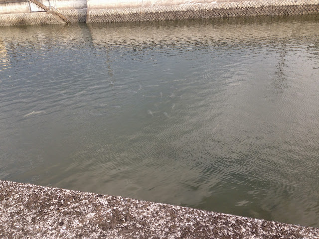 曽根干潟竹馬川河口魚の群れ