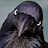 Giuseppe Platania avatar image