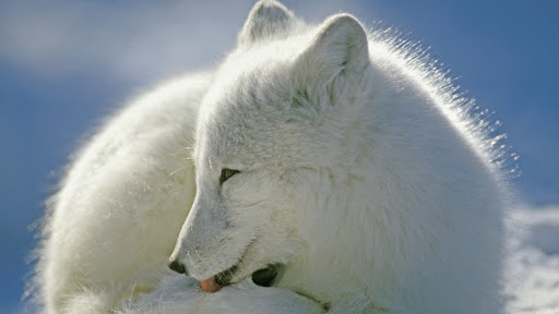 Arctic Fox, Canada.jpg