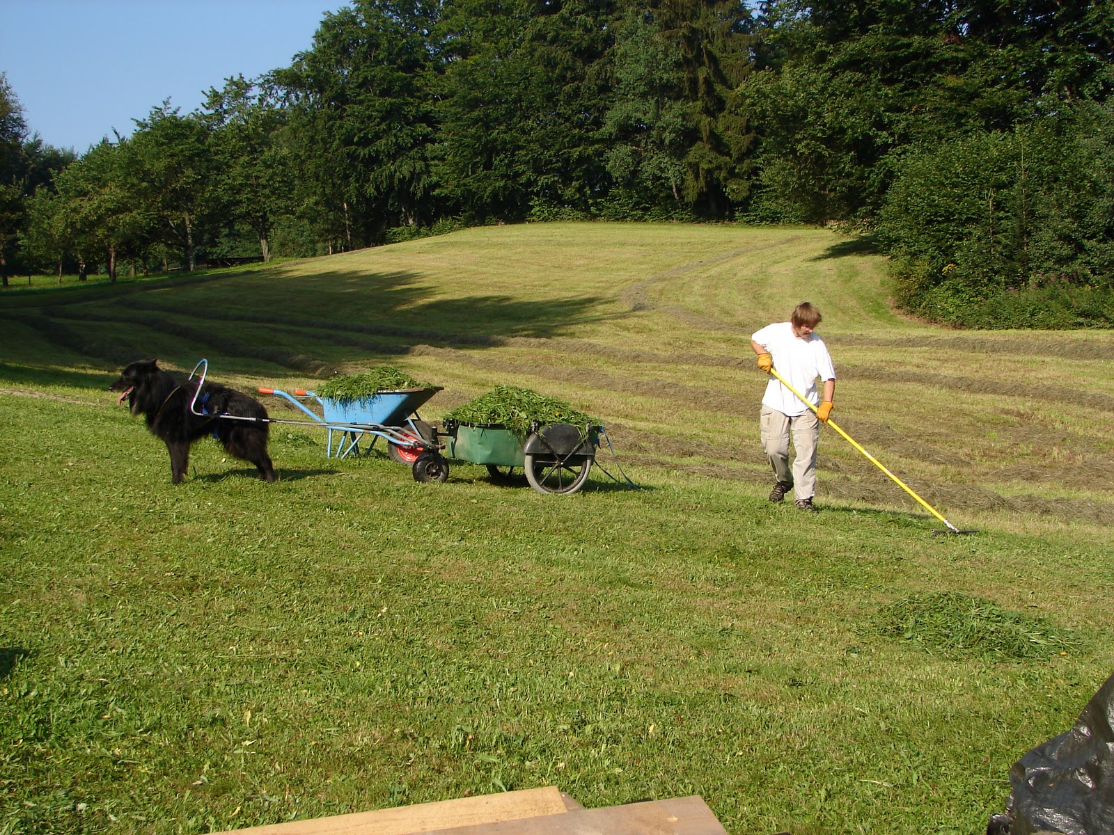 Dogtrekking Waldviertel Zughundeausbildung