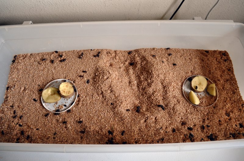 Worms In Cat Litter Box Worms In Cat Litter Box
