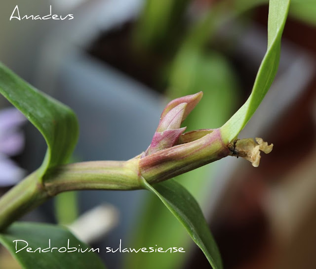 Dendrobium sulawesiense - Страница 2 IMG_0343
