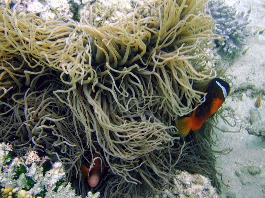 Amphiprion barberi (Fiji Tomato Clownfish) with Heteractis crispa (Sebae Anemone), Naigani Island, Fiji
