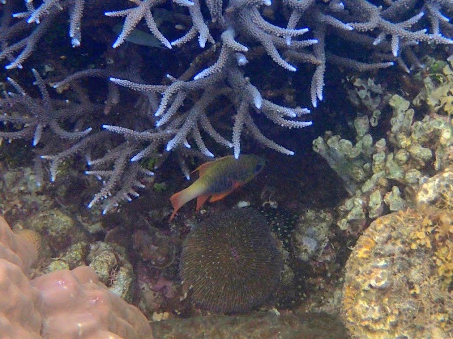 Apogon griffini (Hookfin Cardinalfish), Sand Island, Palawan, Philippines.