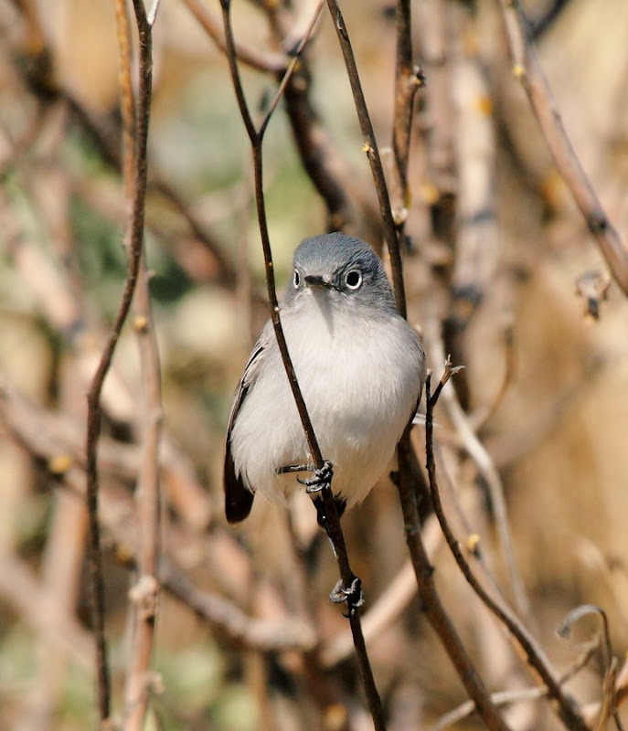 IMAGE: https://lh4.googleusercontent.com/-UDzXs_hFmUc/TvLln8ym8NI/AAAAAAABPbk/8CTzOgYeO2w/s800/WS_098101r.jpg