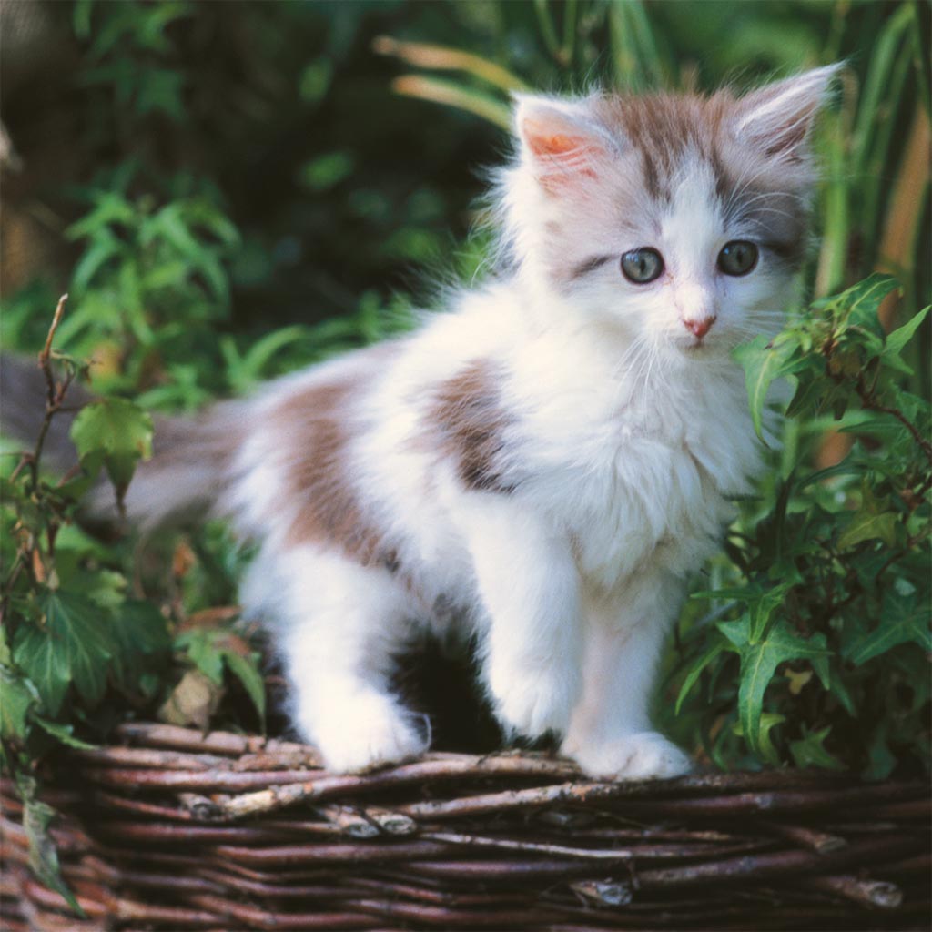Pointless Cute Kitten Thread 15212