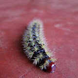 Crazy caterpillar #6