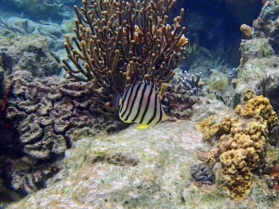 Chaetodon octofasciatus (Eight-banded Butterflyfish), Lusong Island, Coral Garden Reef, Palawan, Philippines.