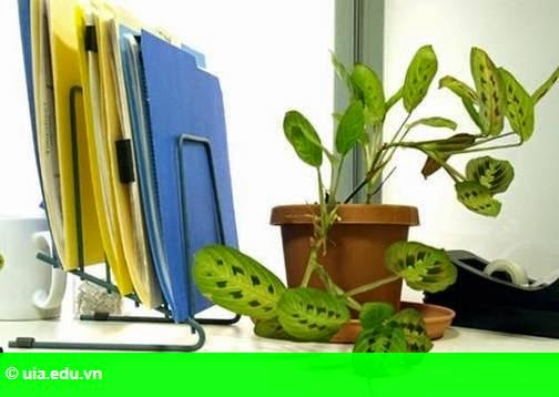 Hình 1: Chọn và bài trí cây xanh trên bàn làm việc hợp phong thủy Hình 1: Chọn và bài trí cây xanh trên bàn làm việc hợp phong thủy