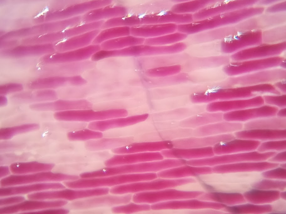 Red onion cells