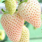 buah aneh strawberry nanas