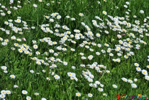 hoa cúc trắng tuyệt đẹp