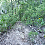 Rocky tracks and fallen branches east of Wollombi Brook (365162)