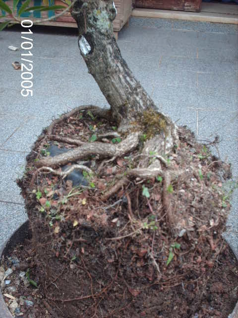 Nerifolia cedido pelo Mestre Rock Junior... PICT2405
